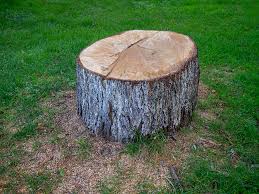 Best Tree Removal  in Peralta, NM