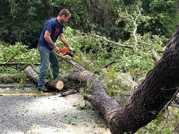 Best Tree Maintenance Programs  in Peralta, NM