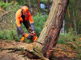 Best Leaf Removal  in Peralta, NM