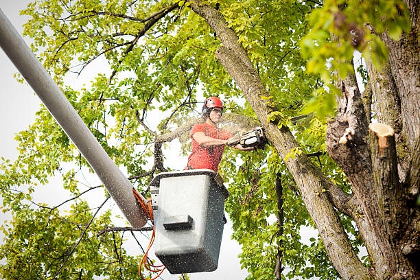Best Tree Health Inspection  in Peralta, NM