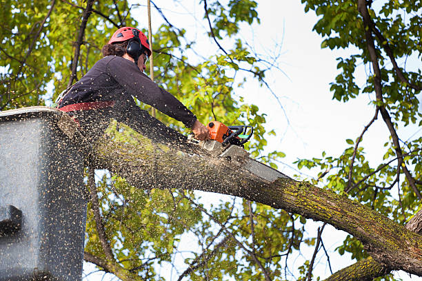 Peralta, NM Tree Removal Company