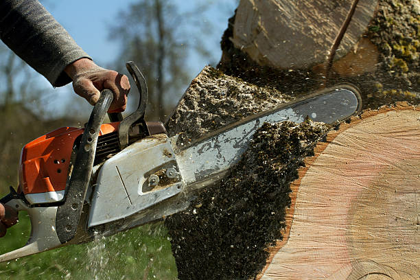 Best Fruit Tree Pruning  in Peralta, NM
